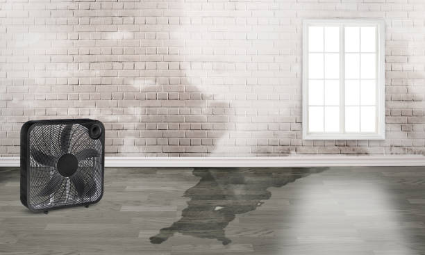 Best Water damage restoration specialists  in Carthage, NY